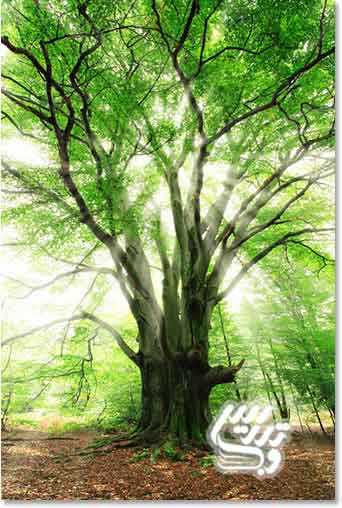 آموزش فتوشاپ حرفه ای ایجاد نور خورشید از میان درختان