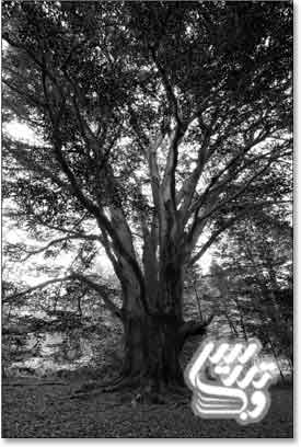 آموزش فتوشاپ حرفه ای ایجاد نور خورشید از میان درختان
